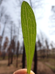 Symphyotrichum ascendens