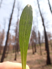 Symphyotrichum ascendens