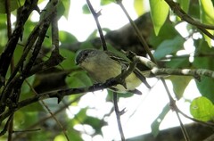 Myiopagis caniceps