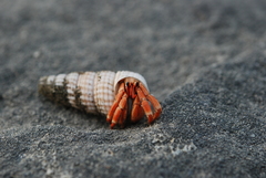 Coenobita violascens