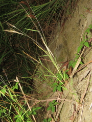 Pogonatherum crinitum