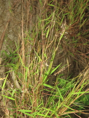 Pogonatherum crinitum