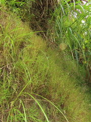 Pogonatherum crinitum