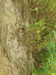 Pogonatherum crinitum