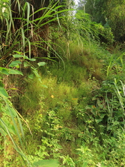 Pogonatherum crinitum