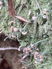 Cladonia peziziformis