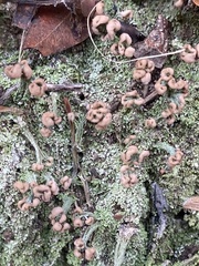 Cladonia peziziformis