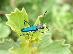 Helymaeus glabripennis