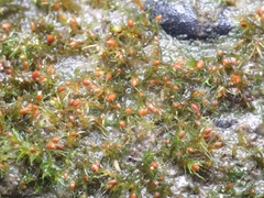 Pseudephemerum nitidum