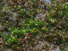 Pseudephemerum nitidum