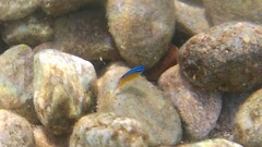 Chrysiptera unimaculata