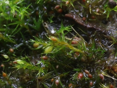 Pseudephemerum nitidum