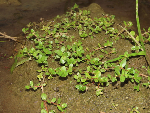 Rotala rotundifolia iNat (2)