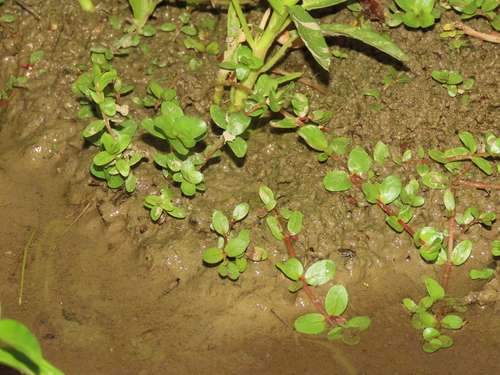 Rotala rotundifolia