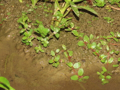 Rotala rotundifolia