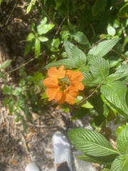 Crossandra