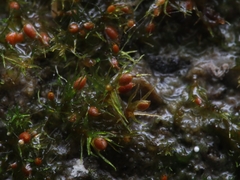 Pseudephemerum nitidum