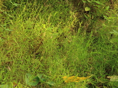 Pogonatherum crinitum