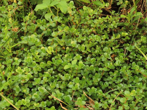 Rotala rotundifolia