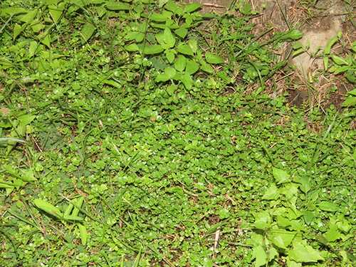 Rotala rotundifolia