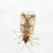 Azalea Lace Bug - Photo no rights reserved, uploaded by Kahio T. Mazon