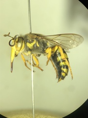 Bembix bidentata