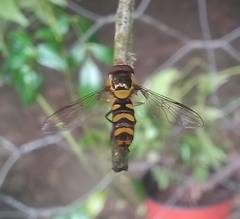 Allograpta fuscotibialis