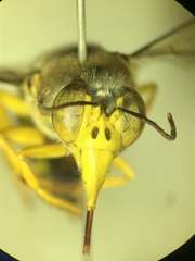 Bembix bidentata