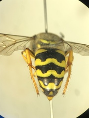 Bembix bidentata