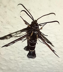 Synanthedon