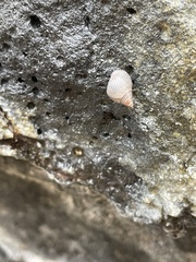 Littoraria pintado