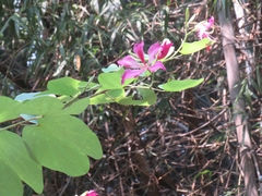 Bauhinia purpurea