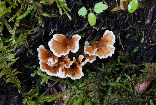 Representative image of Podoscyphaceae