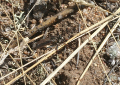 Stenopogon