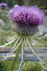 Cirsium eriophorum