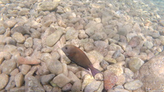 Acanthurus nigrofuscus