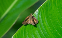 Synapte pecta