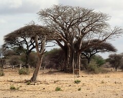 Tragelaphus oryx pattersonianus