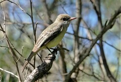 Myiarchus swainsoni