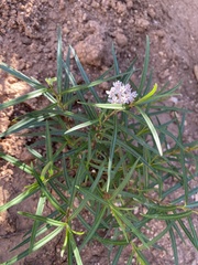 Asclepias angustifolia