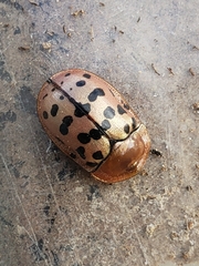 Conchyloctenia punctata