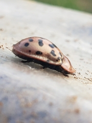 Conchyloctenia punctata