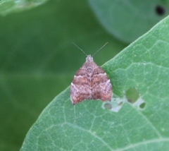 Choreutis nemorana