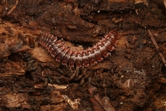 Pseudopolydesmus