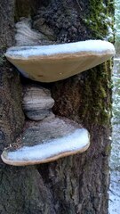 Phellinus populicola