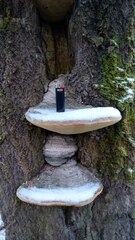 Phellinus populicola