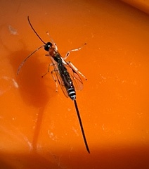 Calliephialtes grapholithae