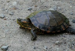 Trachemys dorbigni