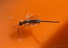 Calliephialtes grapholithae