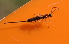 Calliephialtes grapholithae